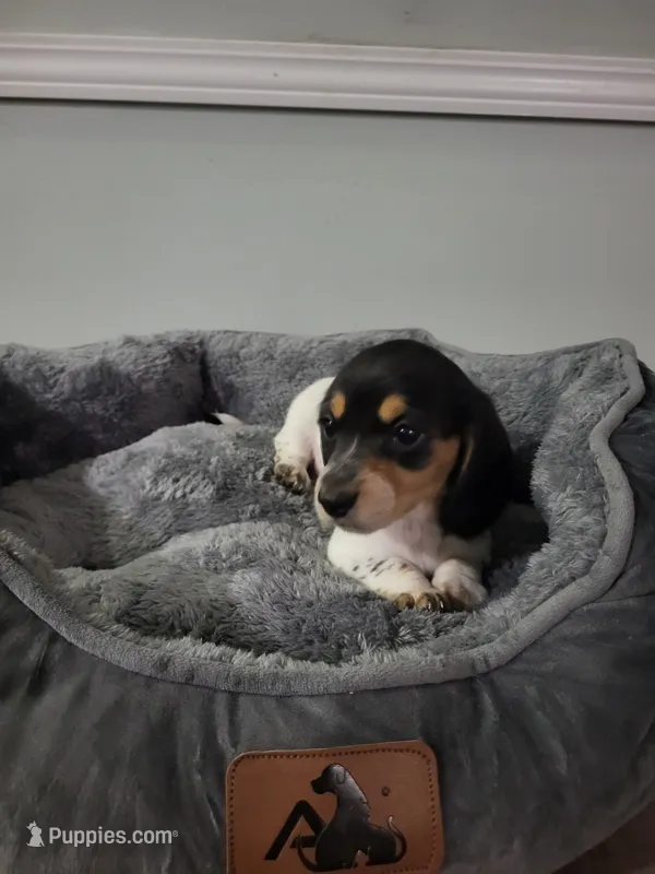 Angel – Miniature Dachshund puppy for sale in Geneva, FL