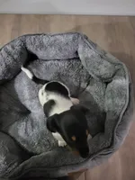 Buddy, a female Miniature Dachshund for sale in Geneva, FL – 8 of 8