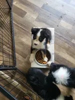 Shelby, a female Australian Shepherd for sale in Geneva, FL – 2 of 3