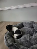 Buddy, a female Miniature Dachshund for sale in Geneva, FL – 4 of 8