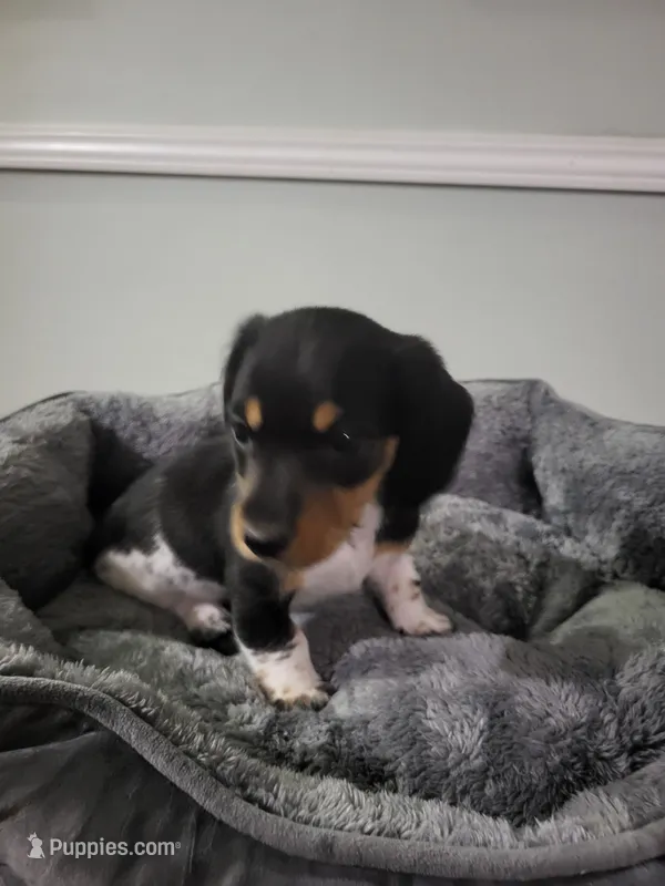 Danny – Miniature Dachshund puppy for sale in Geneva, FL