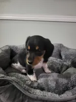 Danny, a male Miniature Dachshund for sale in Geneva, FL – 1 of 8