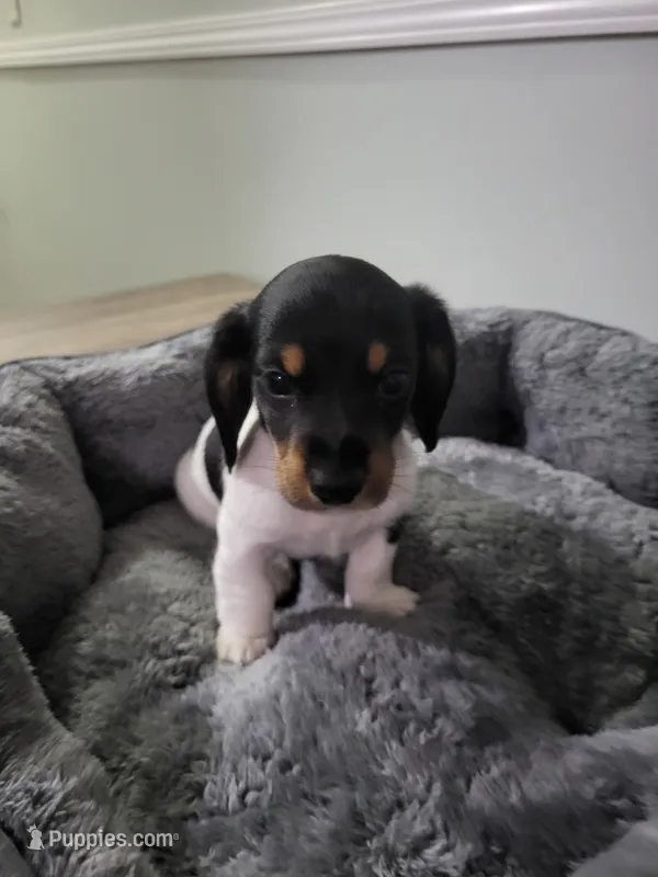 Buddy – Miniature Dachshund puppy for sale in Geneva, FL
