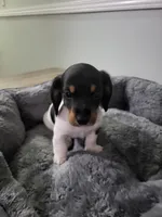 Buddy, a female Miniature Dachshund for sale in Geneva, FL – 1 of 8