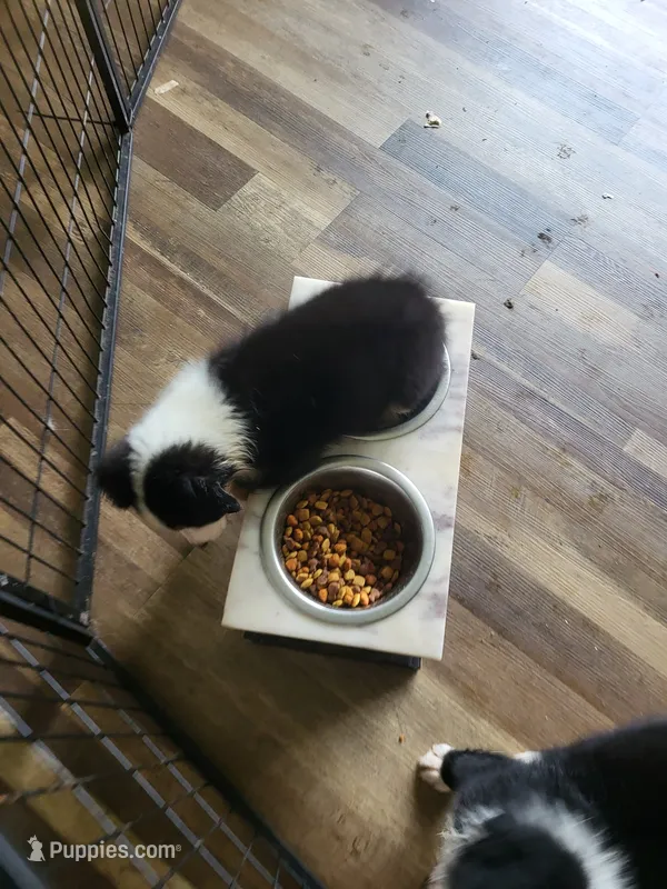 Shelby – Australian Shepherd puppy on hold in Geneva, FL
