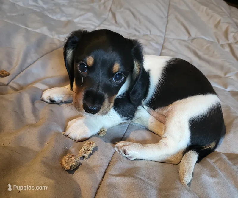 Buddy – Miniature Dachshund puppy for sale in Geneva, FL