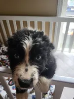 Panga, a female Australian Shepherd for sale in Geneva, FL – 5 of 5