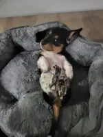 Danny, a male Miniature Dachshund for sale in Geneva, FL – 4 of 8