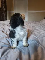 Abigail, a female Miniature Dachshund for sale in Geneva, FL – 6 of 6