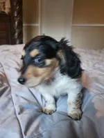 Abigail, a female Miniature Dachshund for sale in Geneva, FL – 4 of 6