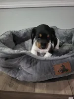 Buddy, a female Miniature Dachshund for sale in Geneva, FL – 7 of 8