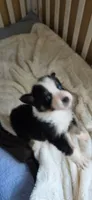 Lun Lun, a female Australian Shepherd for sale in Geneva, FL – 1 of 3