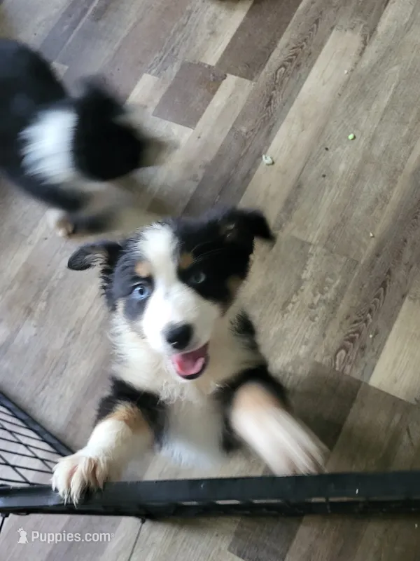 Shelby – Australian Shepherd puppy for sale in Geneva, FL