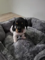 Buddy, a female Miniature Dachshund for sale in Geneva, FL – 5 of 8