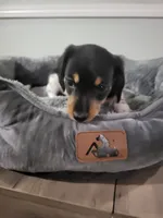 Danny, a male Miniature Dachshund for sale in Geneva, FL – 5 of 8