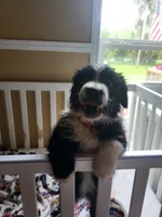 Panga, a female Australian Shepherd for sale in Geneva, FL – 3 of 5