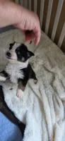 Lun Lun, a female Australian Shepherd for sale in Geneva, FL – 2 of 3