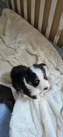 Lun Lun, a female Australian Shepherd for sale in Geneva, FL – 3 of 3