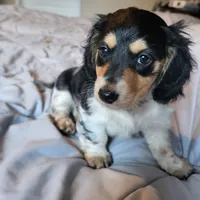 Abigail, a female Miniature Dachshund for sale in Geneva, FL – 3 of 6