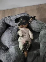 Danny, a male Miniature Dachshund for sale in Geneva, FL – 6 of 8