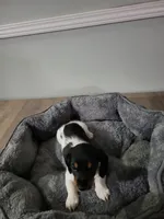 Buddy, a female Miniature Dachshund for sale in Geneva, FL – 3 of 8