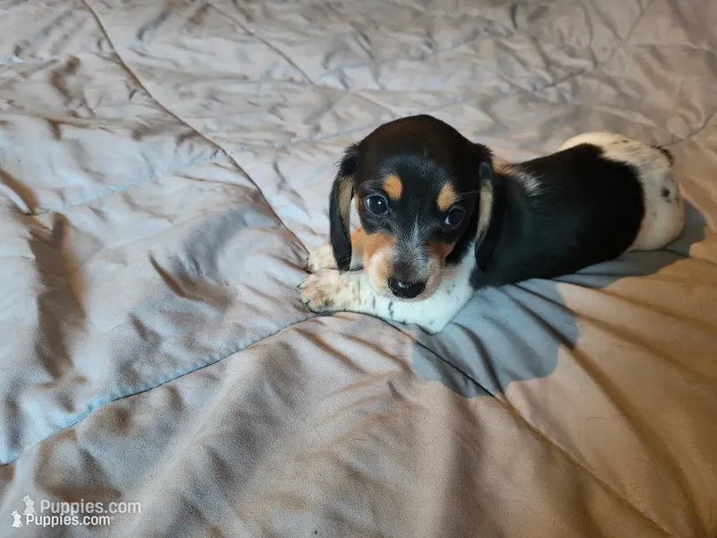 Angel – Miniature Dachshund puppy for sale in Geneva, FL