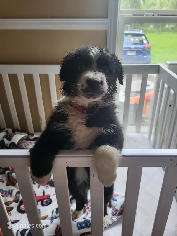Panga – Australian Shepherd puppy for sale in Geneva, FL