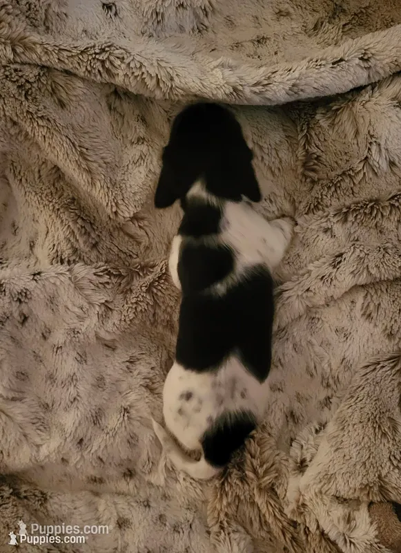 Angel – Miniature Dachshund puppy for sale in Geneva, FL
