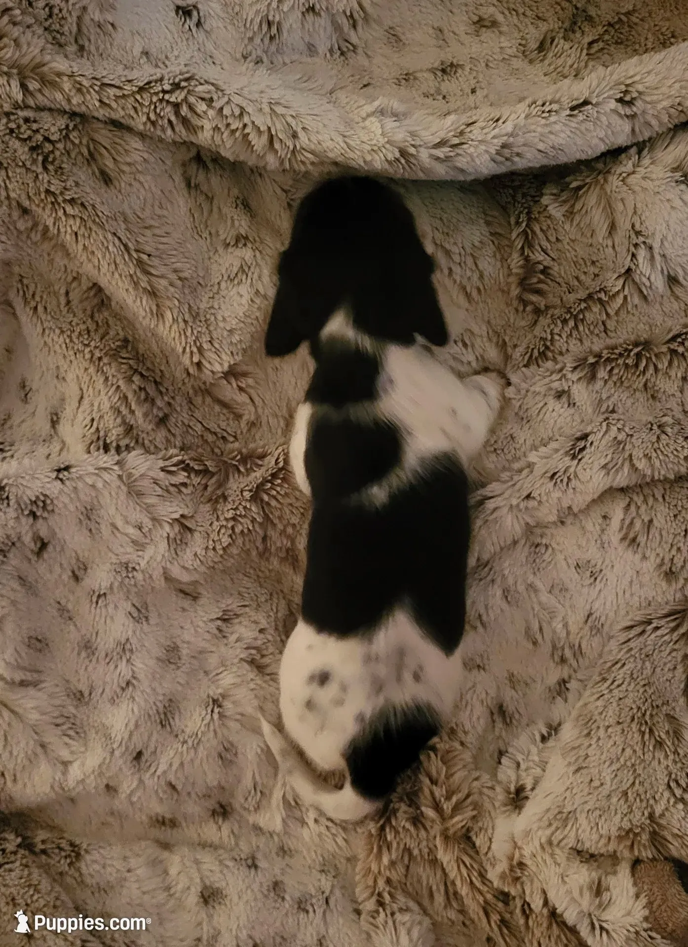 Angel, a male Miniature Dachshund for sale in Geneva, FL – 1 of 3