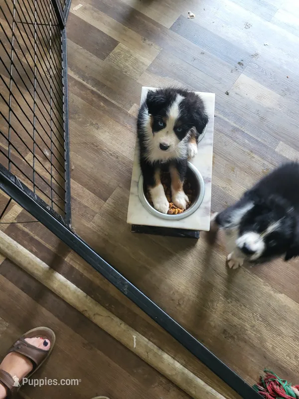 Shelby – Australian Shepherd puppy for sale in Geneva, FL