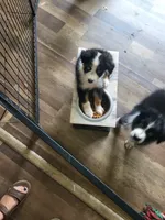 Shelby, a female Australian Shepherd for sale in Geneva, FL – 1 of 3