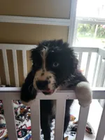 Panga, a female Australian Shepherd for sale in Geneva, FL – 4 of 5