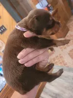 Puppy 8, a female Doberman Pinscher for sale in Red Level, AL – Photo 6 of 8