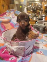 Puppy 8, a female Doberman Pinscher for sale in Red Level, AL – Photo 7 of 8