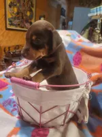 Puppy 8, a female Doberman Pinscher for sale in Red Level, AL – Photo 2 of 8