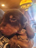 Puppy 8, a female Doberman Pinscher for sale in Red Level, AL – Photo 5 of 8