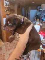 Puppy 8, a female Doberman Pinscher for sale in Red Level, AL – Photo 4 of 8