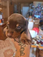 Puppy 8, a female Doberman Pinscher for sale in Red Level, AL – Photo 3 of 8