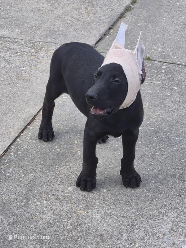 Puppy 4 – Doberman Pinscher puppy for sale in Red Level, AL