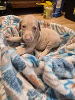 Puppy 8, a female Doberman Pinscher for sale in Red Level, AL – Photo 3 of 6