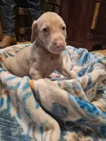 Puppy 8, a female Doberman Pinscher for sale in Red Level, AL – Photo 5 of 6