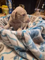 Puppy 8, a female Doberman Pinscher for sale in Red Level, AL – Photo 4 of 6