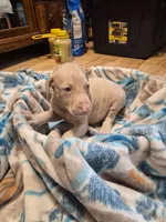 Puppy 8, a female Doberman Pinscher for sale in Red Level, AL – Photo 6 of 6