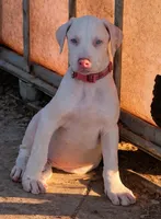 Puppy 8, a female Doberman Pinscher for sale in Red Level, AL – Photo 1 of 6