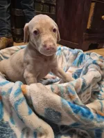 Puppy 8, a female Doberman Pinscher for sale in Red Level, AL – Photo 2 of 6