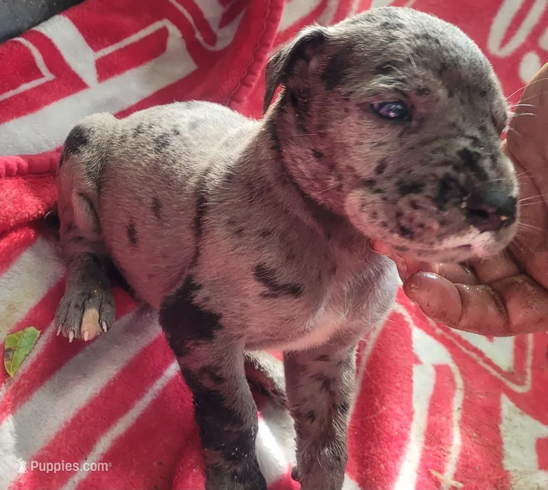 Pup 8, a male Great Dane for sale in Red Level, AL – Photo 1 of 3