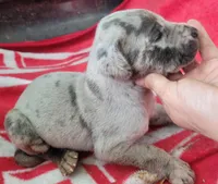 Pup 3, a female Great Dane for sale in Red Level, AL – Photo 3 of 4