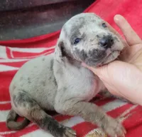 Pup 3, a female Great Dane for sale in Red Level, AL – Photo 4 of 4