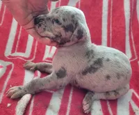 Pup 3, a female Great Dane for sale in Red Level, AL – Photo 2 of 4