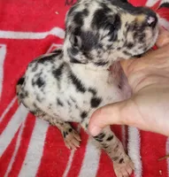 Pup 1, a female Great Dane for sale in Red Level, AL – Photo 4 of 6